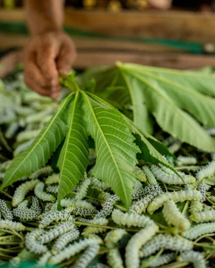 Step 1CultivationAt the coloring stage, we use natural dyes that come from natural ingredients such as spices, herbs and plants. These natural dyes not only provide beautiful and natural colors to products, but also do not cause hazardous waste or pollute the surrounding environment. With every product purchase Kupu Sutera (shoes, bags, scarves, etc.) you don't just get the product which is of high quality and has high aesthetic value, but also contributes to supporting nature conservation, reducing the impact of waste, and encouraging social inclusion for our friends who have disabilities.